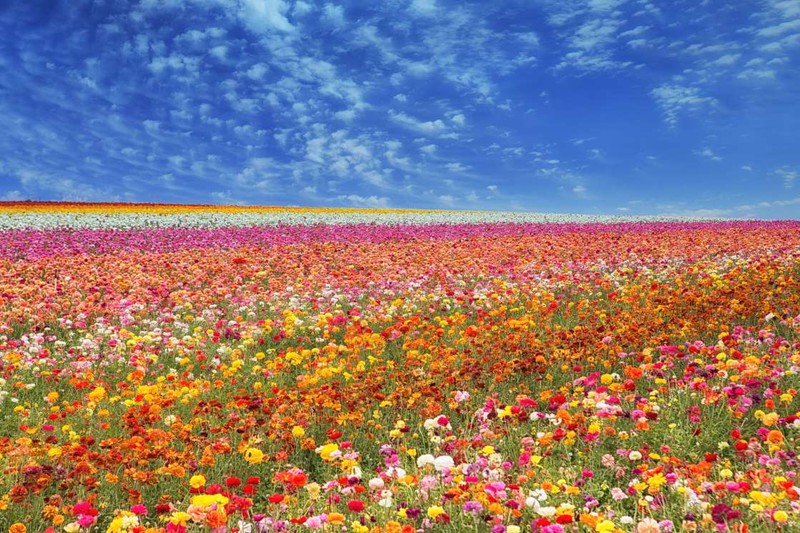 Cánh đồng hoa ở Carlsbad, California, Mỹ: Các loài hoa ở đây nở vào mùa xuân với thời gian cao điểm nhất là từ giữa tháng 3 - giữa tháng 4.
