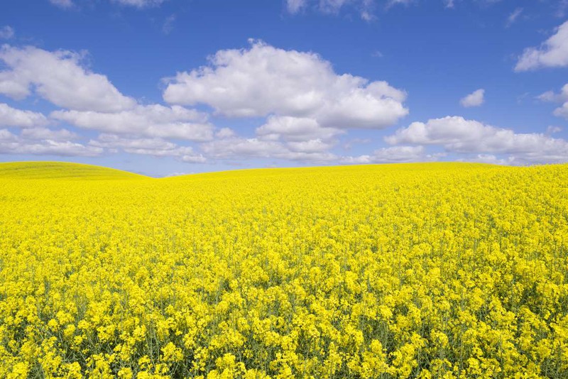 Cánh đồng hoa cải dầu ở Thụy Điển: Cánh đồng hoa vàng rực rỡ đẹp nhất là từ tháng 5 - tháng 6 ở khu vực phía nam Thụy Điển.