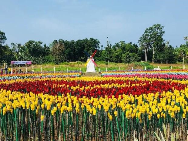 Tulip garden in the Philippines (Photo:  Richard Falcatan)