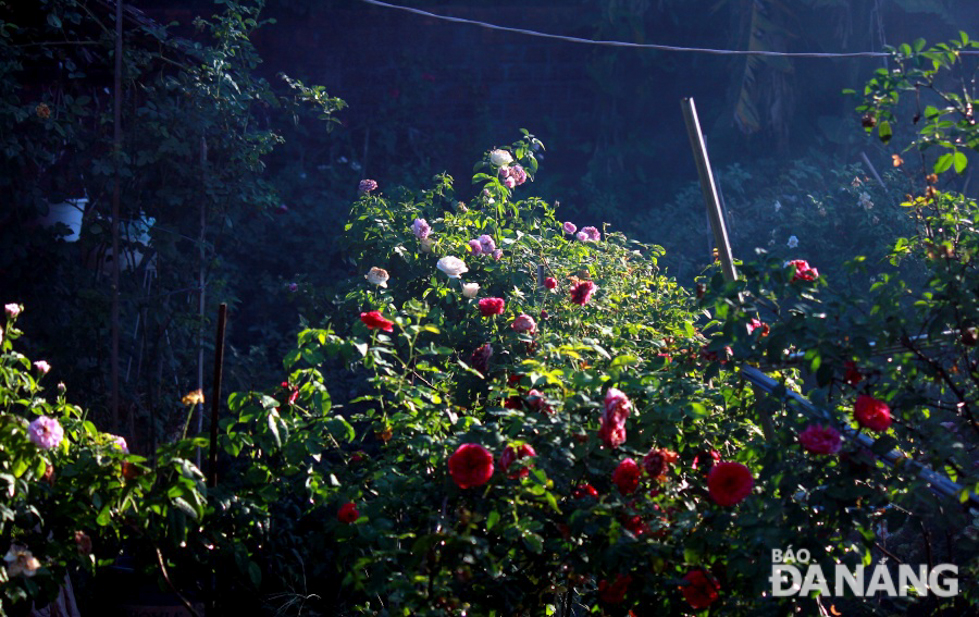 When the dawn comes, the rose garden looks more beautiful at the first gleam of daylight.