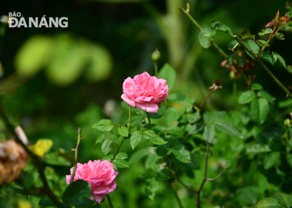  Each type of the flowers has its own unique beauty, essence and colours