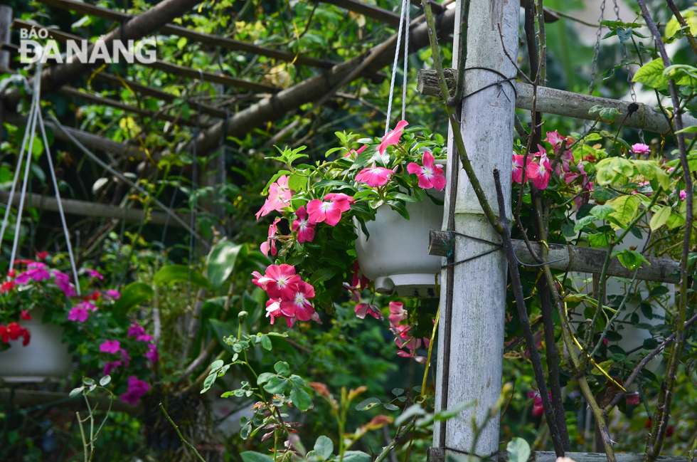  In addition to roses, lovely periwinkle flowers are planted to make the garden more attractive