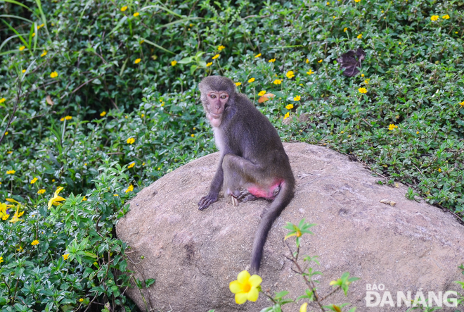 Cứu hộ một cá thể khỉ vàng bị thương trên bán đảo Sơn Trà