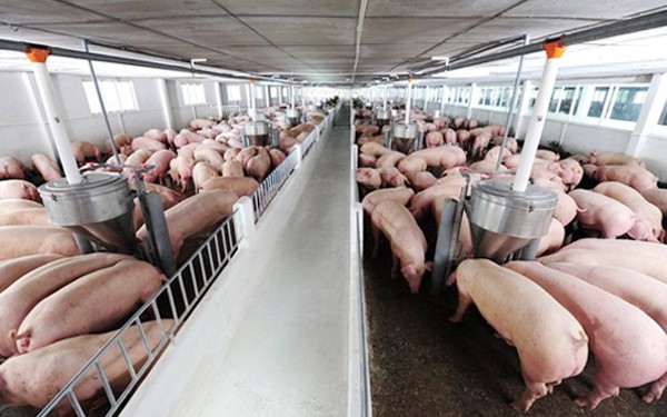Giá lợn hơi sẽ tiếp tục tăng cao những tháng cuối năm?