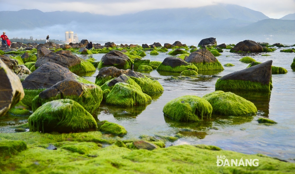 The rocks of different sizes at the Nam O Reef are often covered with green moss, especially after Tet, which create stunning scenes of a paradise. 