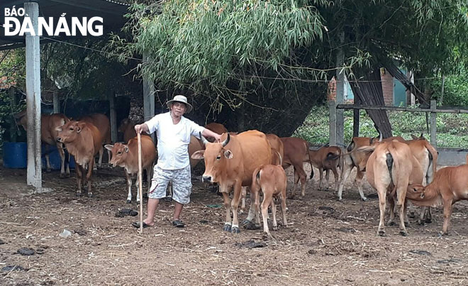 Nhờ vốn vay từ Ngân hàng CSXH huyện Hòa Vang, gia đình ông Võ Văn Thành (thôn Trường Định, xã Hòa Liên) phát triển đàn bò lên 25 con, duy trì việc làm thường xuyên cho 2 lao động.