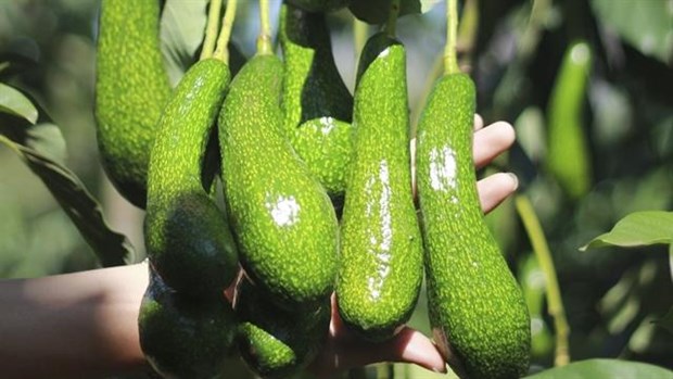 Vietnam is in the process of getting an export licence for avocados to the US. (Source:tapchicongthuong.vn)