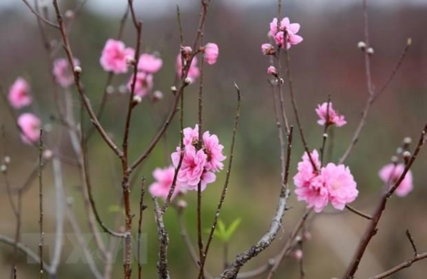 Peach blossoms is the symbol of Vietnamese Tet (Lunar New Year) in the north. (Photo: VNA)