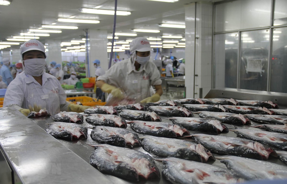 Chế biến cá da trơn xuất khẩu ở Công ty Cổ phần Gò Đàng Khu Công nghiệp Mỹ Tho, Tiền Giang. (Ảnh: Minh Trí - TTXVN)