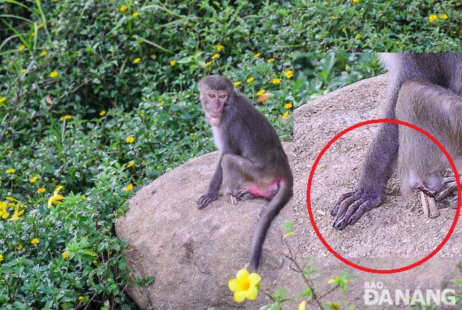 Vết thương khá nặng của cá thể khỉ tại chùa Linh Ứng Sơn Trà.