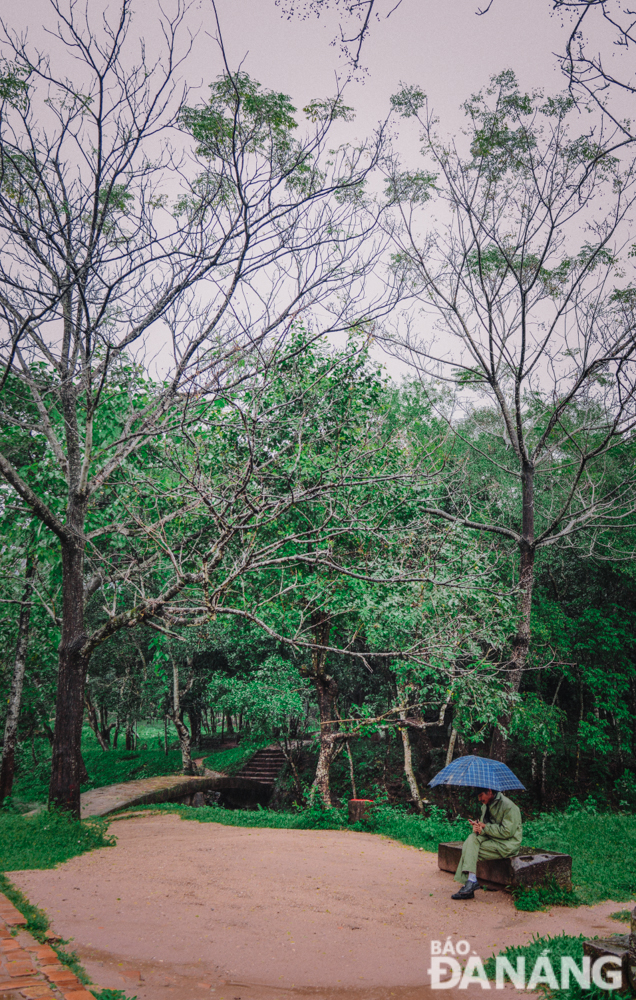 Rows of trees planted along the entrance road to the Sanctuary are becoming poetic in the rain