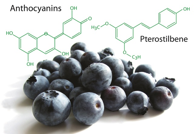 Hai tinh chất Anthocyanin và Pterostilbene từ Blueberry (có trong sản phẩm OTiV) có khả năng vượt qua hàng rào máu não và trung hòa các gốc tự do, từ đó cải thiện mất ngủ, đau nửa đầu, tăng cường trí nhớ.