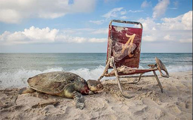 Một con rùa biển bị vướng dây nhựa từ chiếc ghế cũ trôi dạt vào bờ biển.