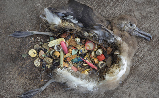 Cá voi (ảnh trái) và chim biển chết vì ăn phải nhựa.