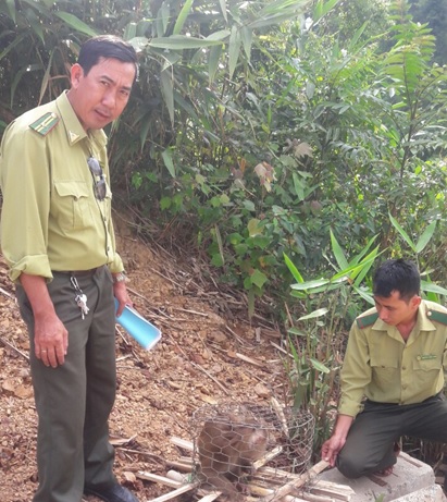 The monkey (Macaca mulatta) was released back to the wild 