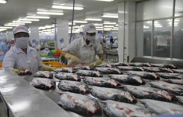 Tra fish is processed for export at the factory of the Go Dang JSC in the My Tho Industrial Park of Tien Giang province (Photo: VNA)