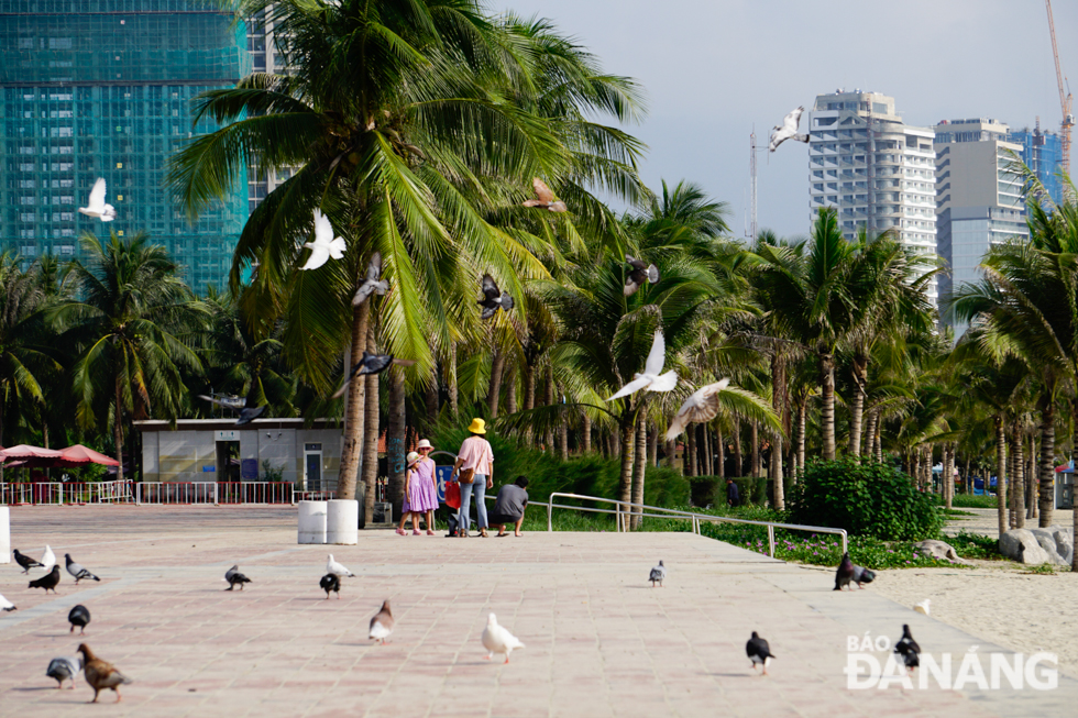 Established in March 2009, the Hoa Binh Pigeon Garden is now home to thousands of pigeons.