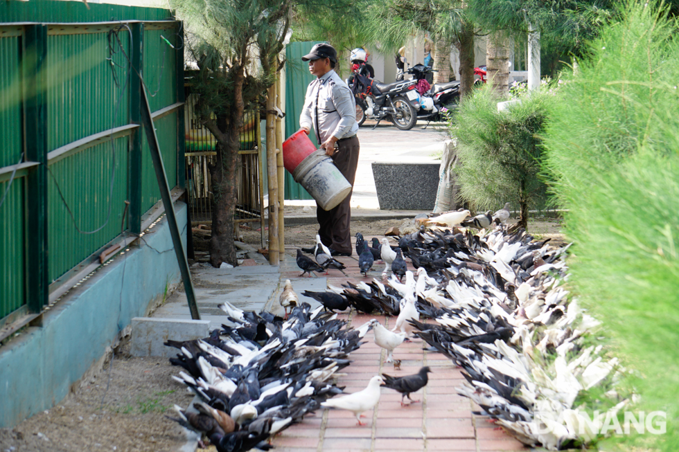 The Hoa Binh Pigeon Garden is under the management of the Management Board of the Son Tra Peninsula and Da Nang Tourism Beaches.