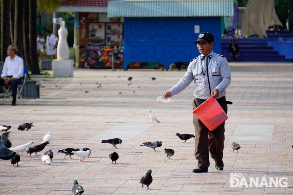 Mr. Le Minh Hai from the Management Board of the Son Tra Peninsula and Da Nang Tourism Beaches has cared for, and raised the pigeons for nearly 10 years.