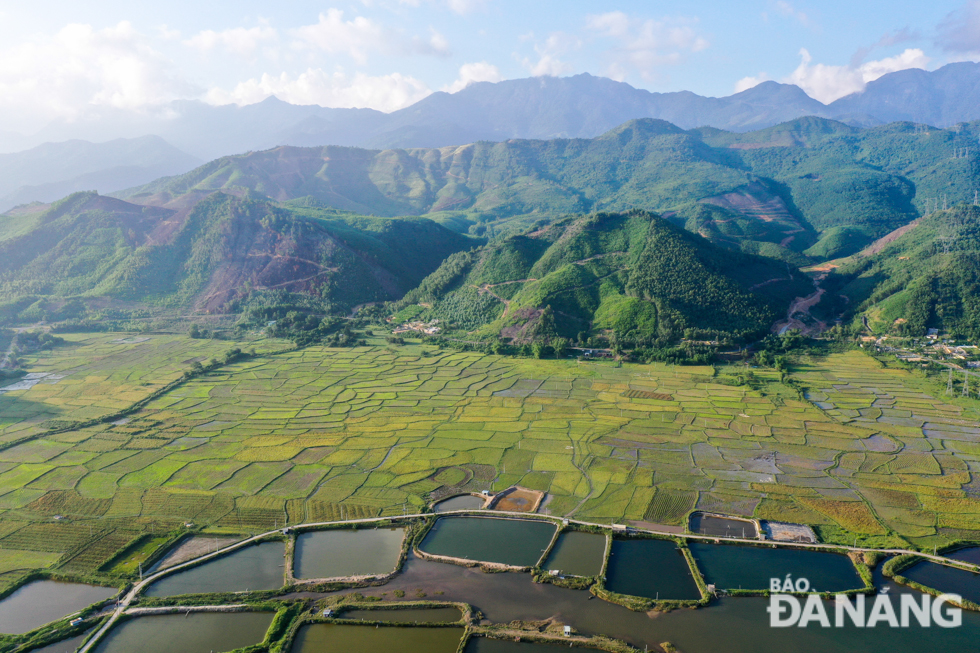 Rice paddy fields look gorgeous in its lush greenery, stretching over vast areas at the foot of the mountain.