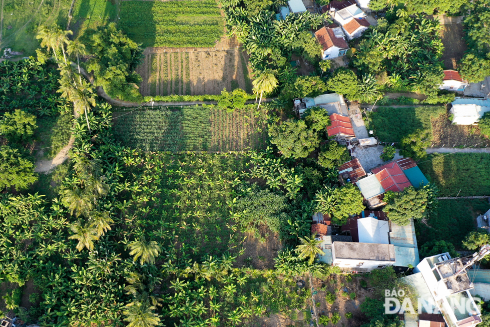 Here is a rustic scene of Truong Dinh with banana gardens, rows of areca trees, and several red-tiled houses.