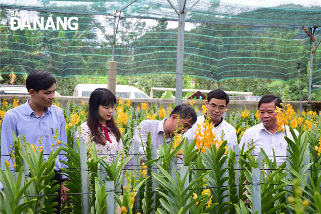 Lãnh đạo huyện Hòa Vang thăm mô hình trồng lan ứng dụng công nghệ cao của ông Nguyễn Văn Thạnh tại thôn Lộc Mỹ, xã Hòa Bắc.