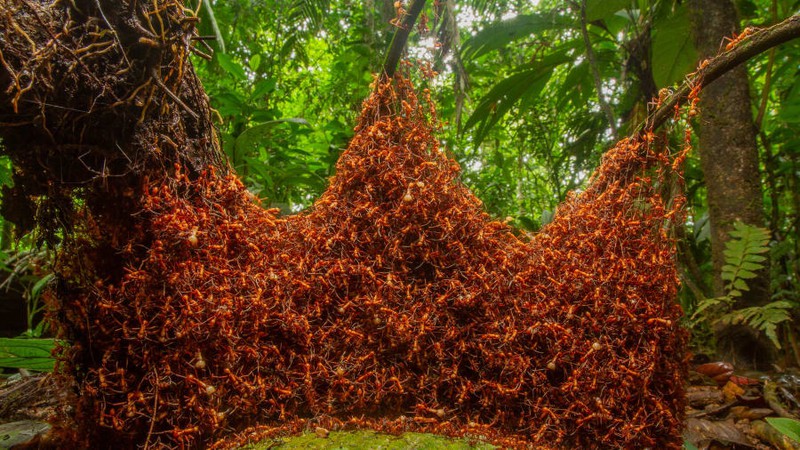 Những chú kiến quân đội, hay còn gọi là kiến binh sĩ di chuyển qua 1 khu rừng ở đông bắc Costa Rica.