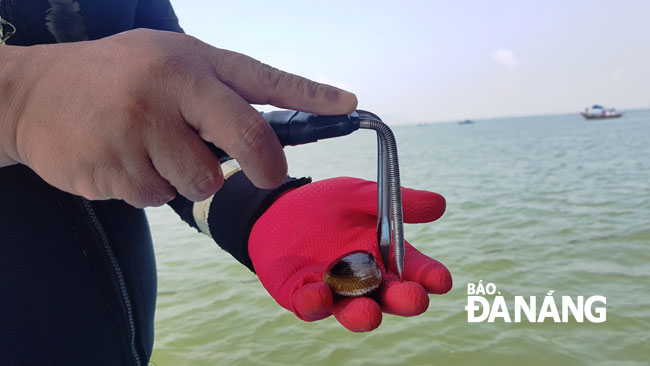 Ngư dân Hồ Văn Cường, 35 tuổi (trú phường Nại Hiên Đông, quận Sơn Trà) mô phỏng cách cào bắt chip chip dưới đáy biển