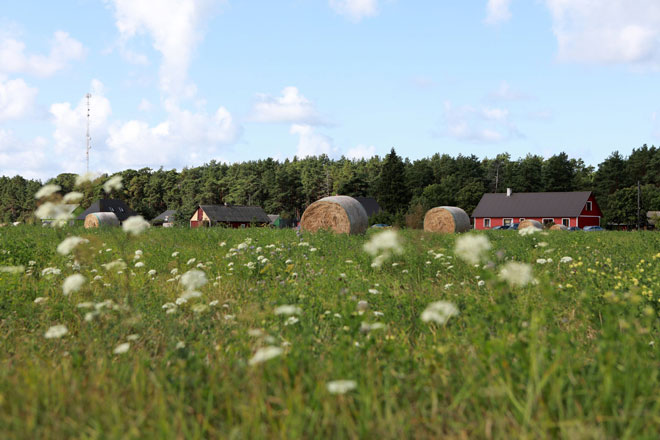Cánh đồng và những ngôi nhà ở đảo Kihnu của Estonia.