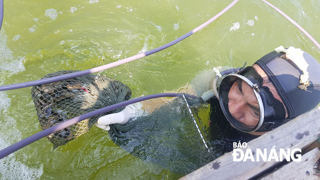 Divers collect between 2 and 3 kilos of chip chips after the 90-120 minute-lasting diving