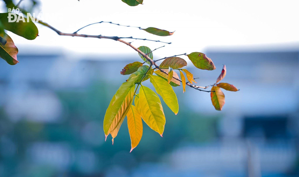 The colour change of the leaves is a signal for the coming winter