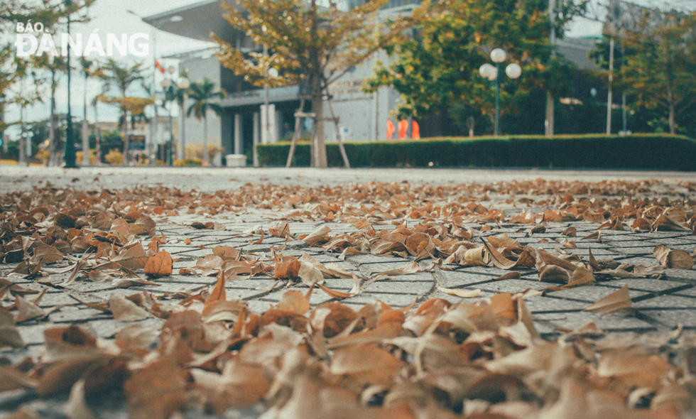 Fallen leaves at a park in front of the Da Nang Administrative Centre