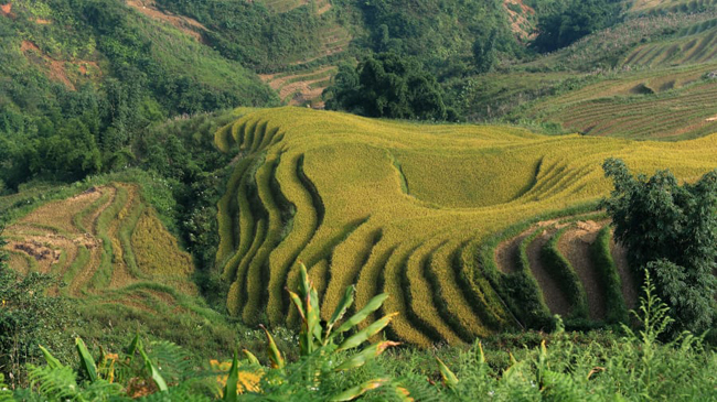 Vùng núi tại tỉnh Lào Cai với không khí trong lành, ruộng bậc thang, rừng tre và thác nước đẹp đến nao lòng. Thời điểm du lịch đẹp nhất ở đây là tháng 4 và tháng 5.