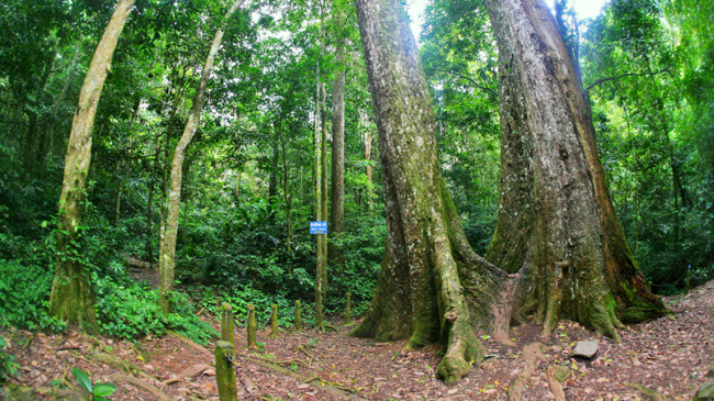 Vườn Quốc gia Cúc Phương, tỉnh Ninh Bình.