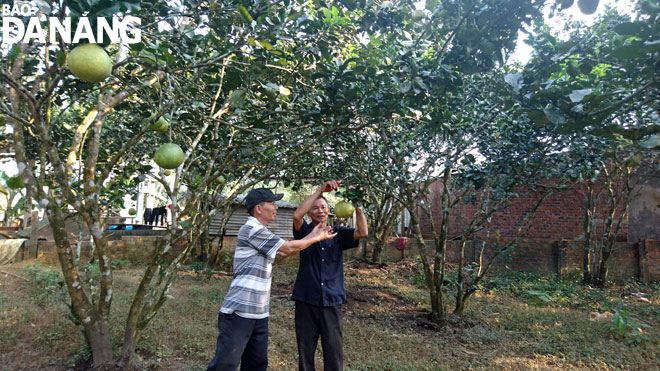 Những vườn bưởi ở xã Hòa Ninh cũng như mô hình trồng rau sạch ở Hòa Phong bảo đảm thu nhập cao, ổn định cho nông dân. Ảnh: HOÀNG NHUNG