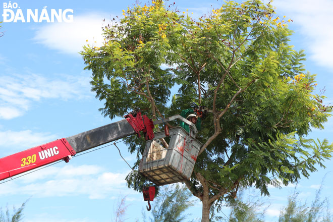 Hoạt động cắt tỉa cây xanh trên địa bàn thành phố Đà Nẵng.