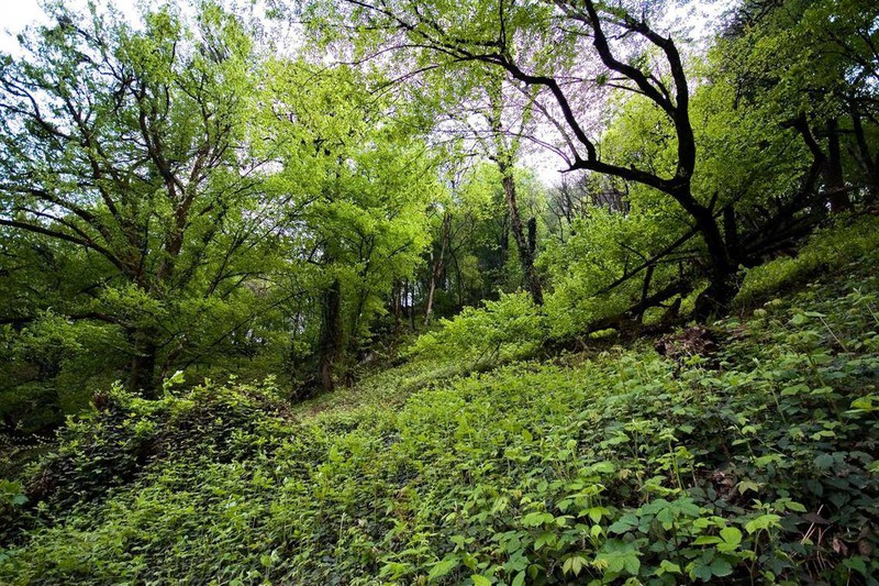 Khu sinh thái rừng hỗn hợp Hyrcanian ở Iran, rộng khoảng 55.000 km2. (Ảnh: Getty Image)