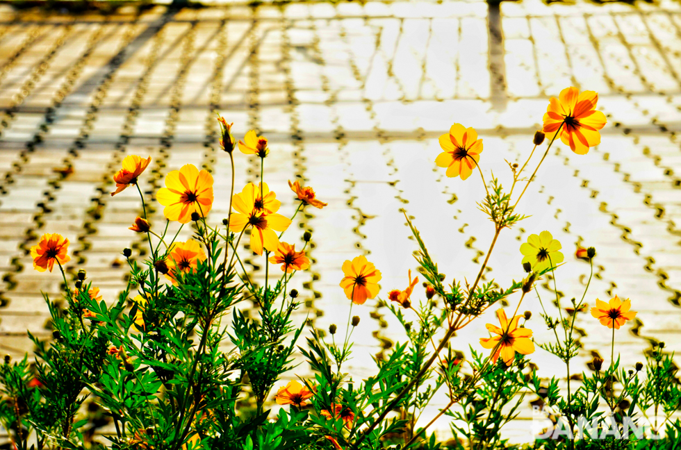 Bright yellow flowers in the early morning