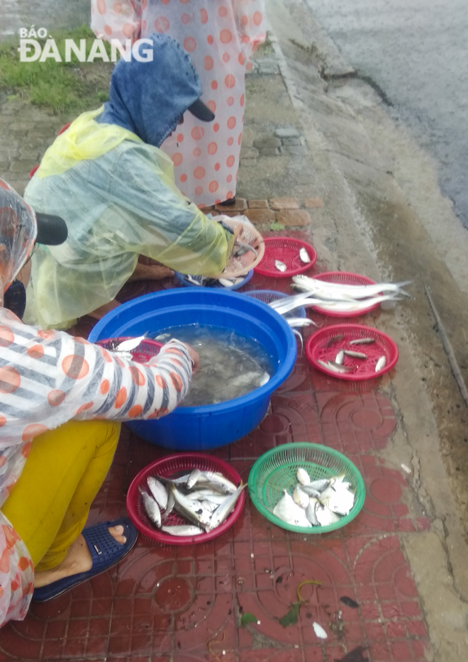 Cá vừa bắt lên được bán dọc đường Nguyễn Tất Thành.