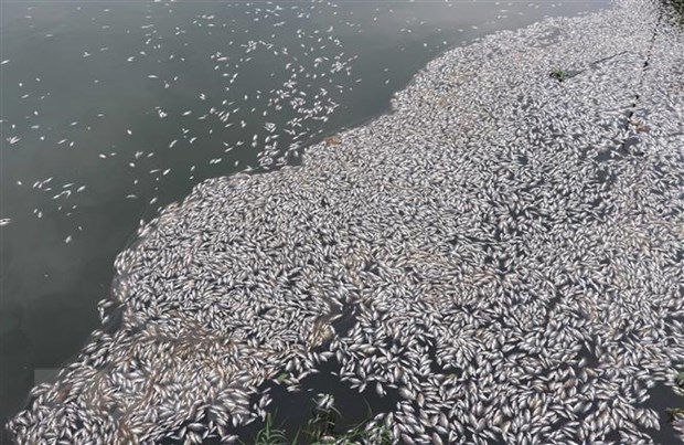 Quảng Nam: Cá mòi chết hàng loạt, gây ô nhiễm sông Đò