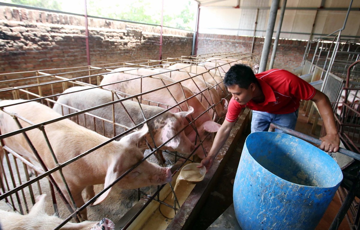 Bàn giải pháp phòng chống bệnh dịch tả lợn châu Phi tại Việt Nam