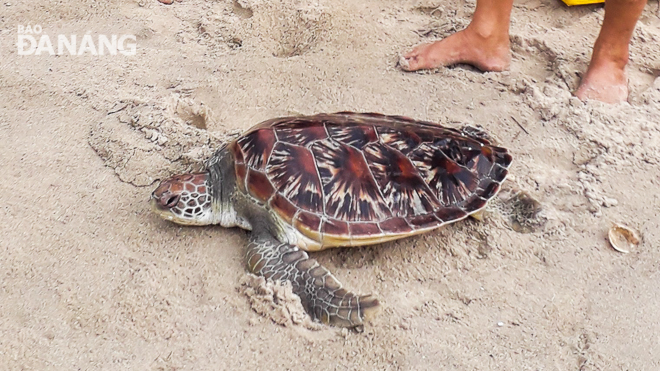 Tái thả một cá thể rùa biển về tự nhiên