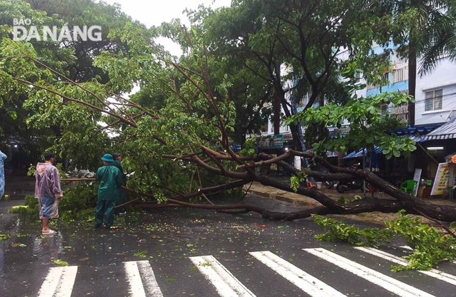  Uprooted and toppled trees being handled in Nai Hien Dong Ward, Son Tra District