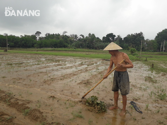  Ông Nguyễn Quang Sơn, nông dân Hợp tác xã dịch vụ sản xuất và tiêu thụ rau an toàn Túy Loan thu dọn rác trên những đám đậu phộng hư hại. Ảnh: HUYỀN TRÂM