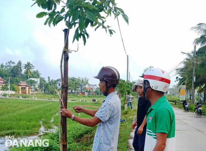 Người dân xã Hòa Phước (huyện Hòa Vang) chăm sóc cây xanh bị ngã nghiêng, hư hại sau đợt gió mạnh và mưa lớn.