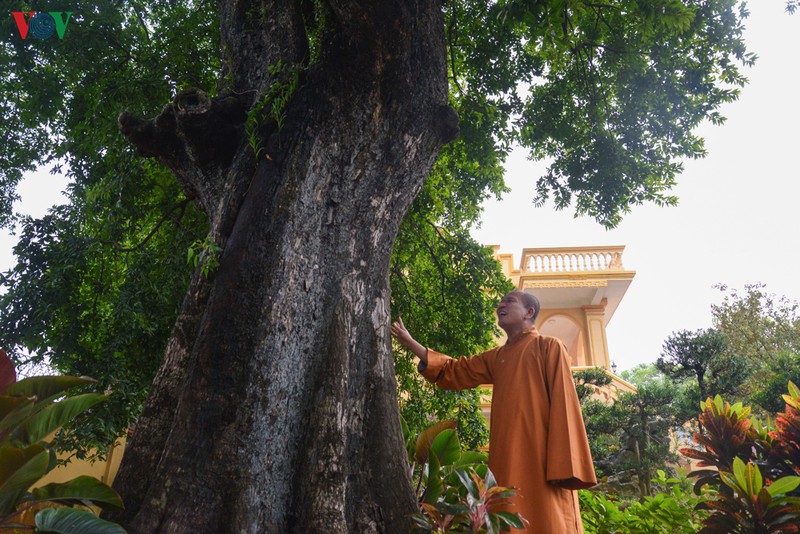 Thượng tọa Thích Đạo Hiển, Phó Trưởng Ban Trị sự, Chánh Thư ký Giáo hội Phật giáo Việt Nam tỉnh Quảng Ninh đánh giá, các cây cổ thụ chùa Đống Phúc dù trải qua khắc nghiệt của thiên nhiên và biến cố lịch sử vẫn sừng sững uy nghi chứng minh các giá trị lịch sử, văn hóa, tâm linh của vùng đất và con người Quảng Yên.