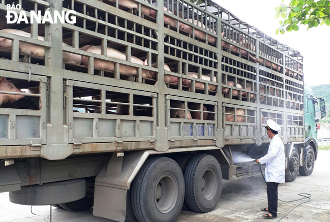 Công tác kiểm dịch các xe chở heo qua địa bàn thành phố Đà Nẵng luôn được tập trung thực hiện. Ảnh: HOÀNG HIỆP