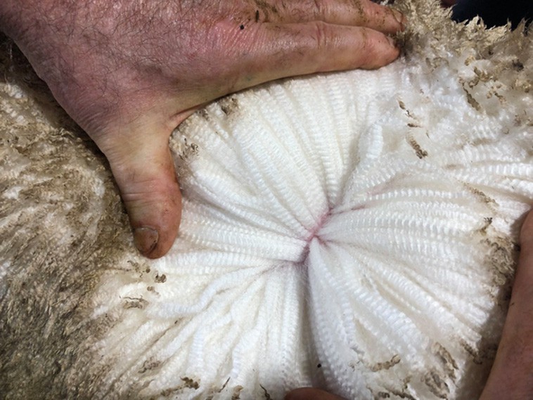 Lớp lông lạ lùng của một chú cừu Merino ở Australia.