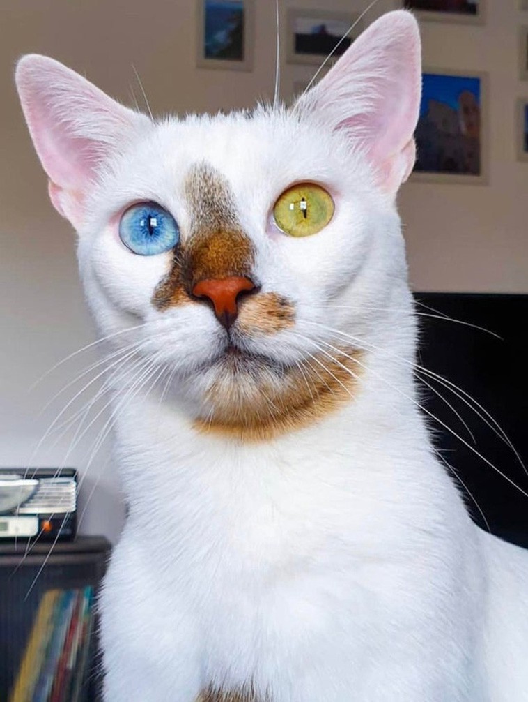 Chú mèo có 2 màu mắt và những mảng màu lông lạ lùng trên khuôn mặt.