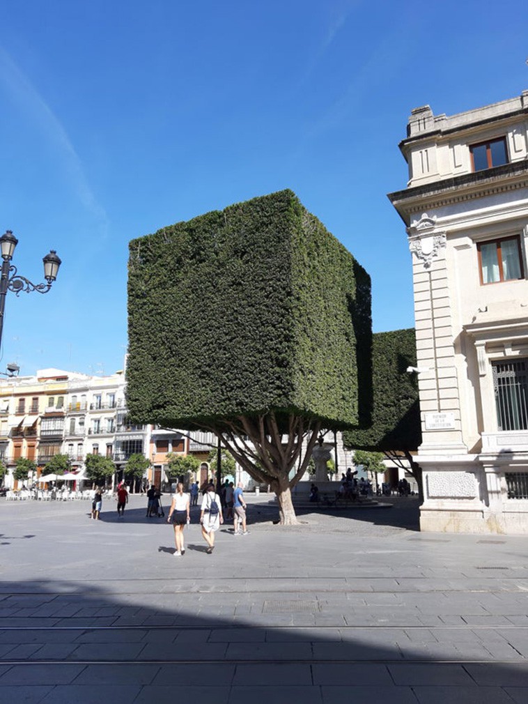 Những cái cây được cắt tỉa thành hình vuông hoàn hảo ở Sevilla, Tây Ban Nha.